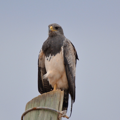 Long-Winged Harrier